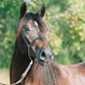 Meet your Posher, Marie